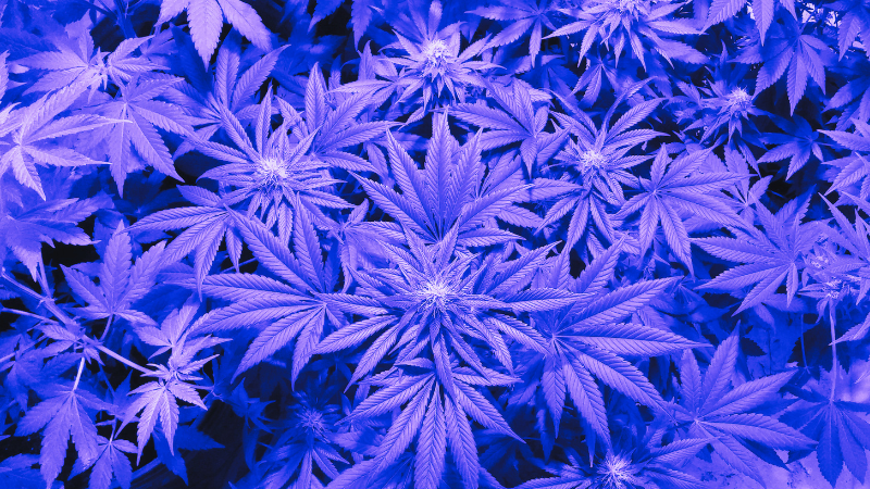 cannabis.png