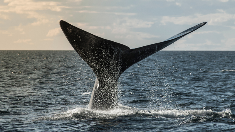 whale.jpg