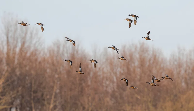 birds.png