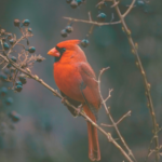 right-sidebar-banner-images-65.png